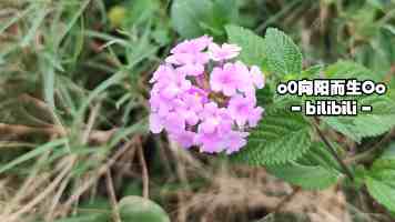 葫芦娃污版引热议：经典动画二次创作边界在哪